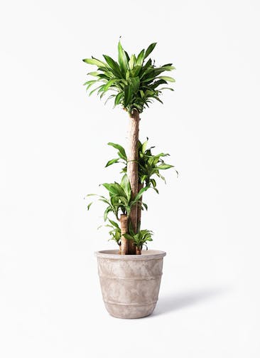 観葉植物 ドラセナ 幸福の木 10号 ノーマル テラアストラ シリウス 付き