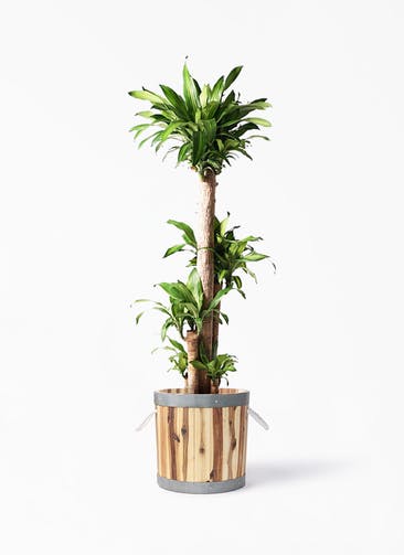 観葉植物 ドラセナ 幸福の木 10号 ノーマル ウッドプランター シリンダー  付き