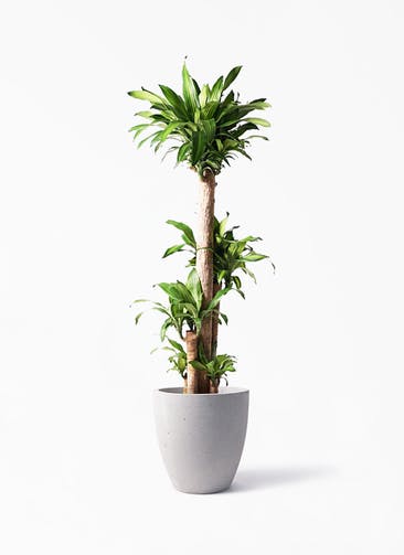 観葉植物 ドラセナ 幸福の木 10号 ノーマル コーテス ラウンド ベージュ 付き