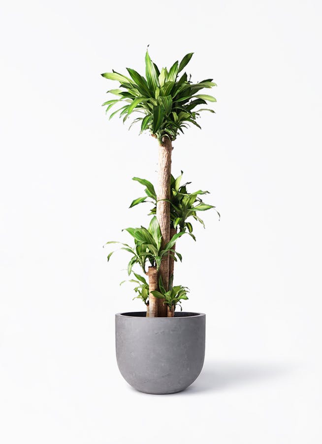 ドラセナ幸福の木 大型 | 観葉植物通販HitoHana(ひとはな)