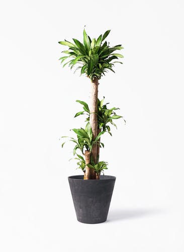 観葉植物 ドラセナ 幸福の木 10号 ノーマル アートストーン ラウンド ブラック 付き