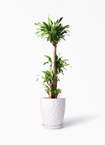 観葉植物 ドラセナ 幸福の木 10号 ノーマル サンタクルストール 白 付き