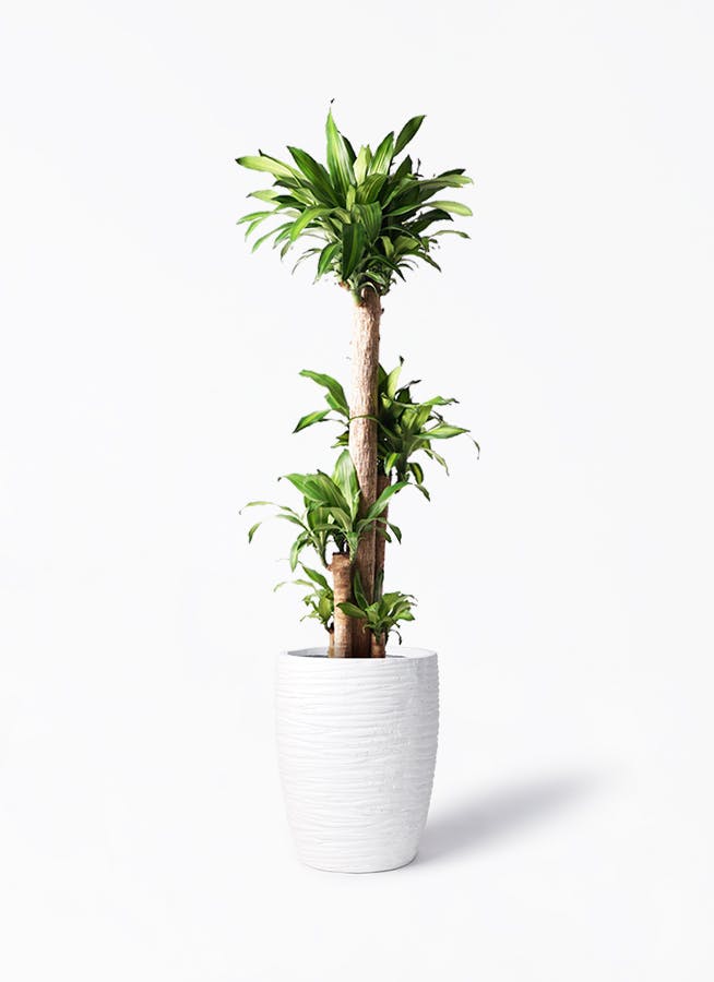 観葉植物 幸福の木 ドラセナ 2メートル超え 3本セット 20年もの - その他