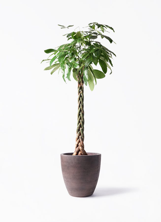 観葉植物 パキラ 10号 ねじり コーテス ラウンド ブラウン 付き | 観葉