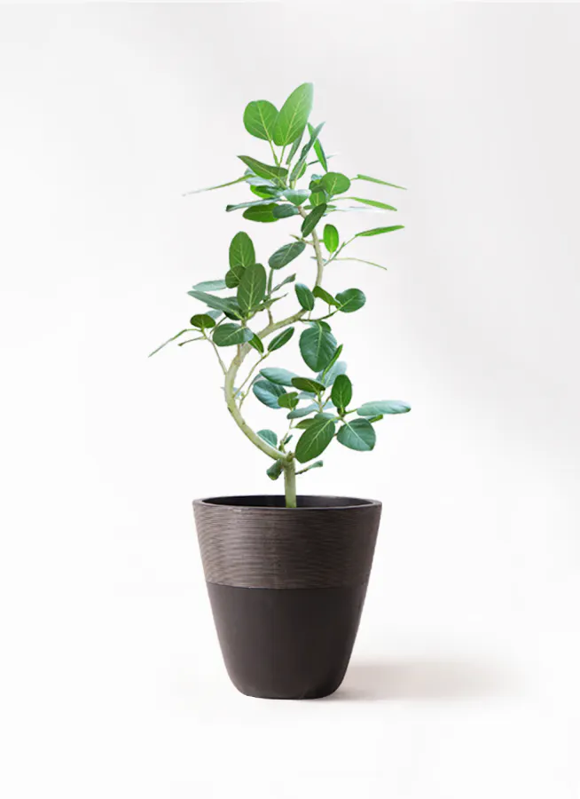 フィカス ベンガレンシス 8号 | 観葉植物通販 Hitohana（ひとはな）