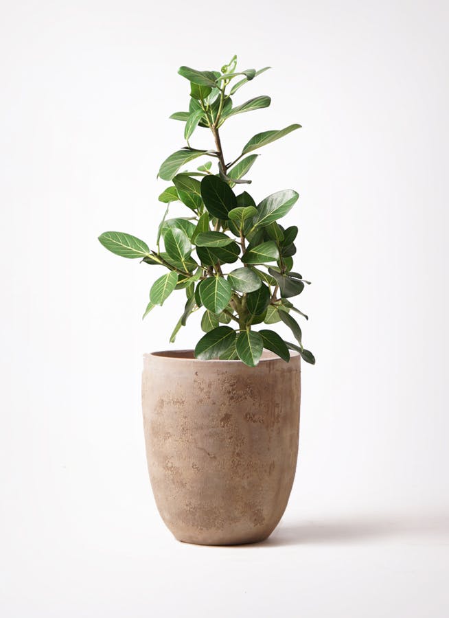 フィカス ベンガレンシス 7号 | 観葉植物 | 送料無料でお届け