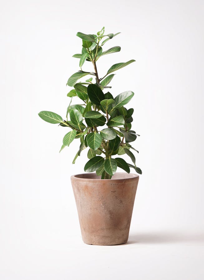 フィカス ベンガレンシス 7号 | 観葉植物 | 送料無料でお届け