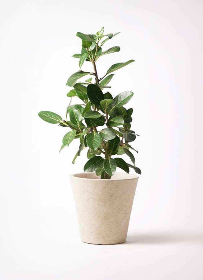 一点もの 観葉植物 フィカスベンガレンシス B 7号 曲がり 送料込み 25 Off 植物 観葉植物 Cpmalaysia Com