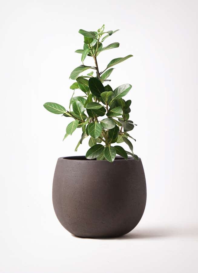 観葉植物 フィカス ベンガレンシス 7号 ストレート テラニアス ローバルーン アンティークブラウン 付き