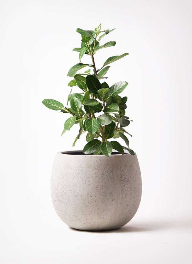 観葉植物 フィカス ベンガレンシス 7号 ストレート テラニアス ローバルーン アンティークホワイト 付き