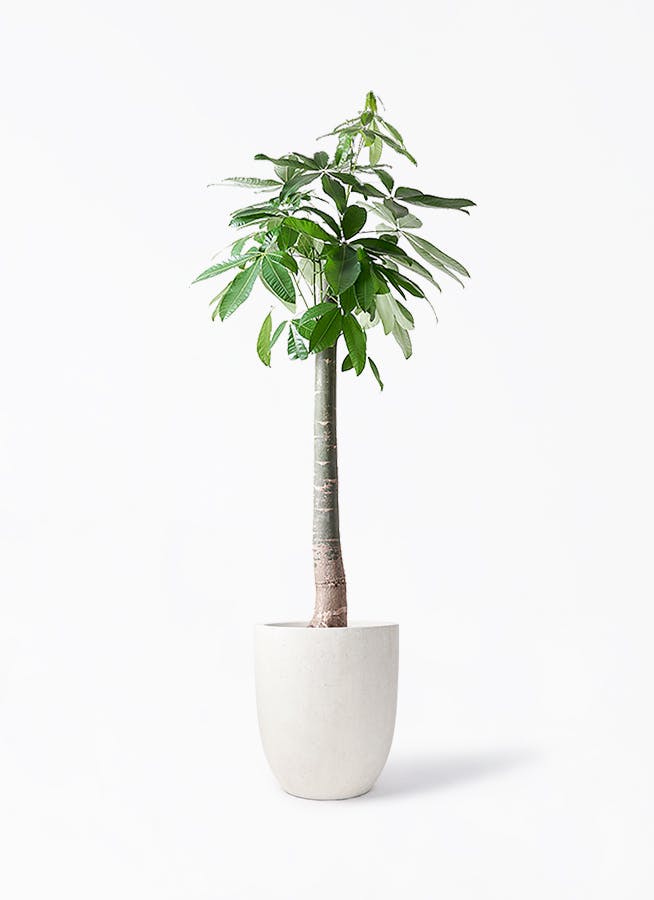 観葉植物 コルディリネ (コルジリネ) ストリクタ 10号 フォリオ