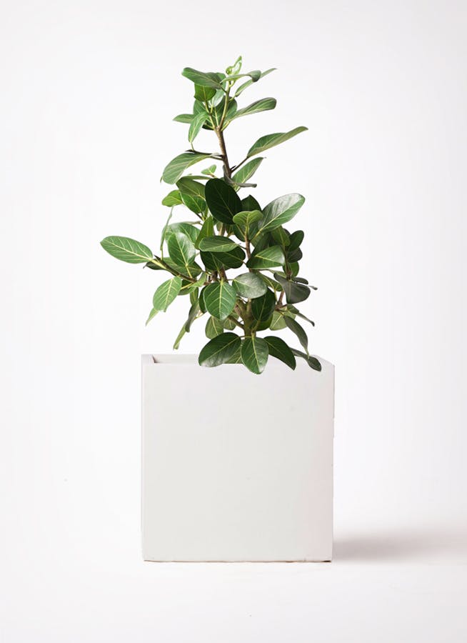 フィカス ベンガレンシス 7号 | 観葉植物 | 送料無料でお届け