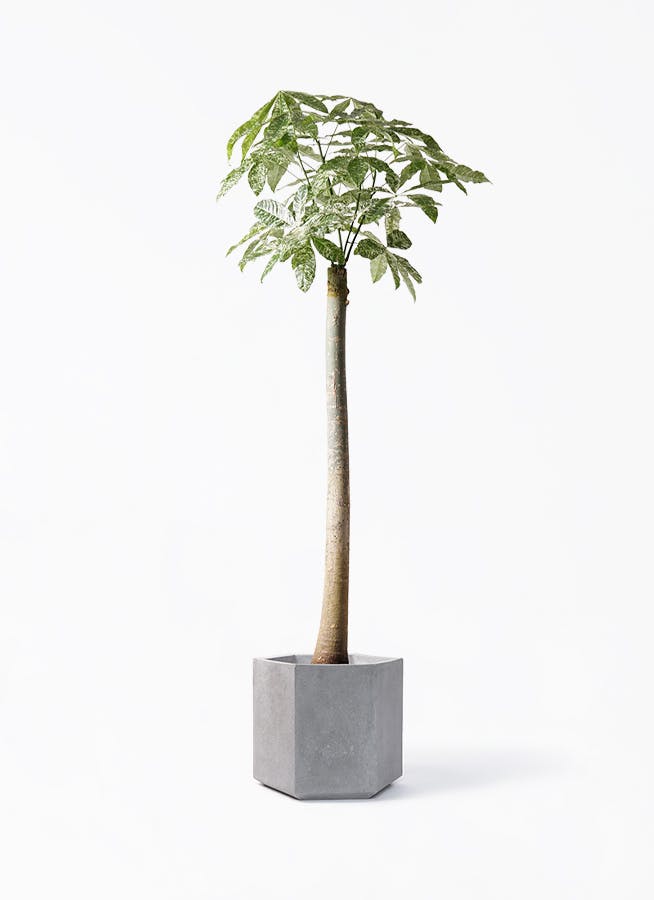 その他観葉植物 Noir 黒・ブラックの鉢カバー付きの観葉植物 | HitoHana（ひとはな）