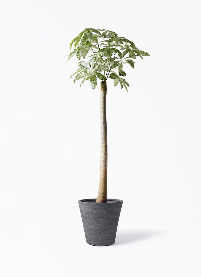 パキラ 朴 斑入り | 観葉植物の通販ならHitoHana（ひとはな）