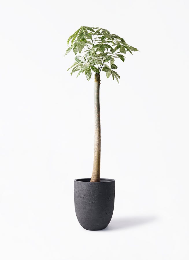 パキラ 朴 斑入り | 観葉植物の通販ならHitoHana（ひとはな）