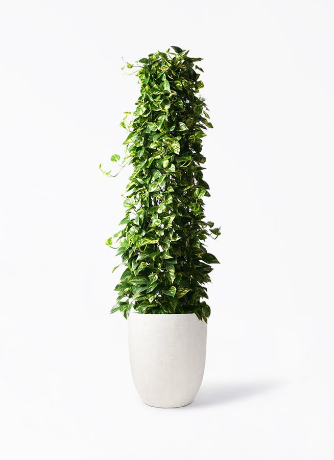 観葉植物 コルディリネ (コルジリネ) ストリクタ 10号 フォリオ