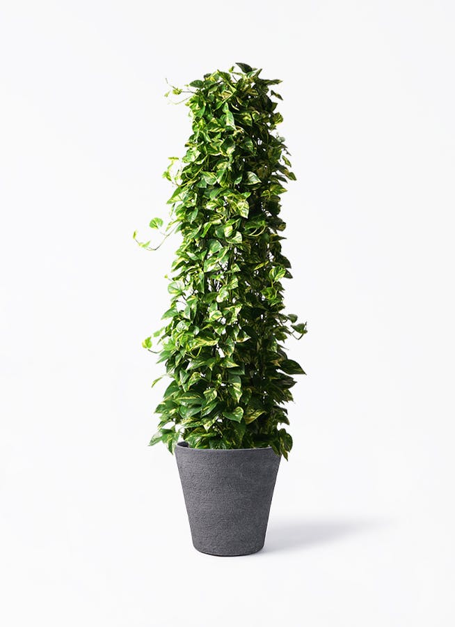 ポトス 大型 | 観葉植物通販HitoHana(ひとはな)