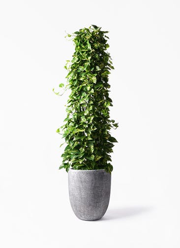 ポトス 観葉植物通販hitohana ひとはな ポトス 観葉植物通販hitohana ひとはな