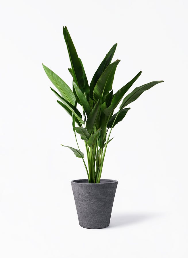 旅人の木 観葉植物 旅人の木 10号 ビアスソリッド ブラック 付き | 観葉植物なら