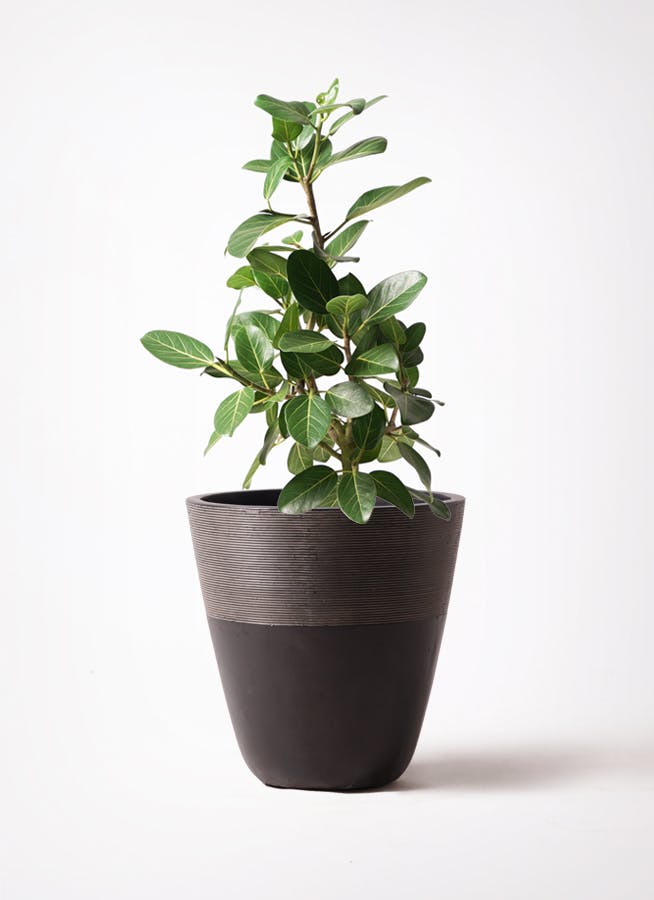 フィカス ベンガレンシス 7号 | 観葉植物 | 送料無料でお届け