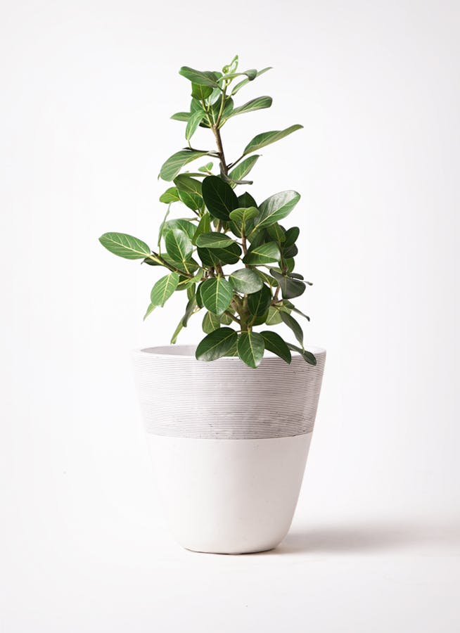 フィカス ベンガレンシス 7号 | 観葉植物 | 送料無料でお届け