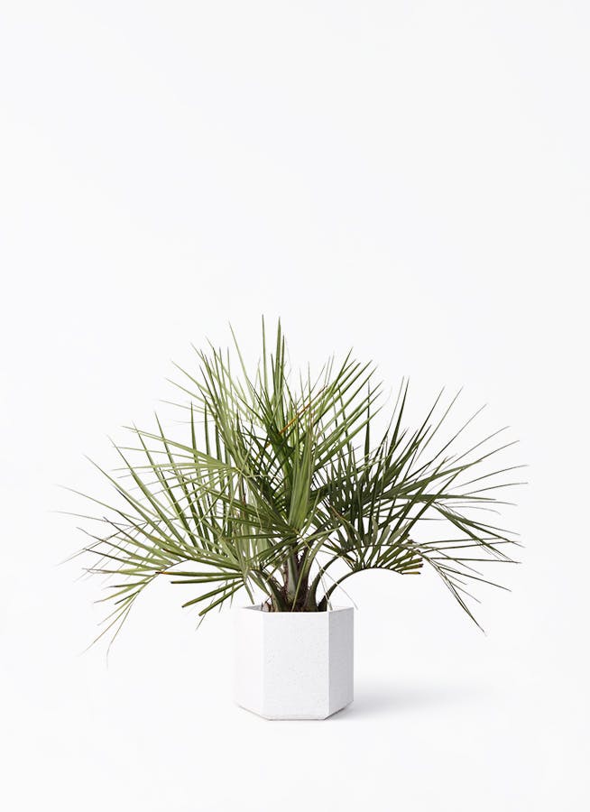 観葉植物　ココスヤシ　ヤタイヤシ 観葉植物 ココスヤシ (ヤタイヤシ) 10号 コーテス ヘックス ホワイト