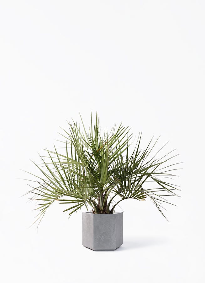 マニラヤシ。観葉植物 鉢ごと無料で発送致します。