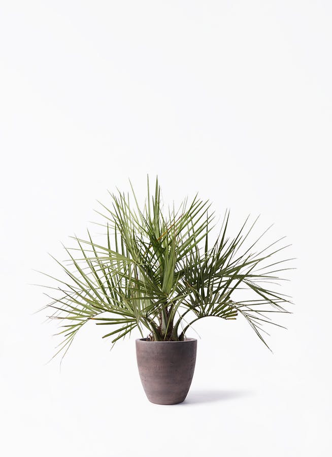 ココスヤシ (ヤタイヤシ) | 観葉植物の通販ならHitoHana(ひとはな) ココスヤシ (ヤタイヤシ) | 観葉植物の通販ならHitoHana(ひとはな)