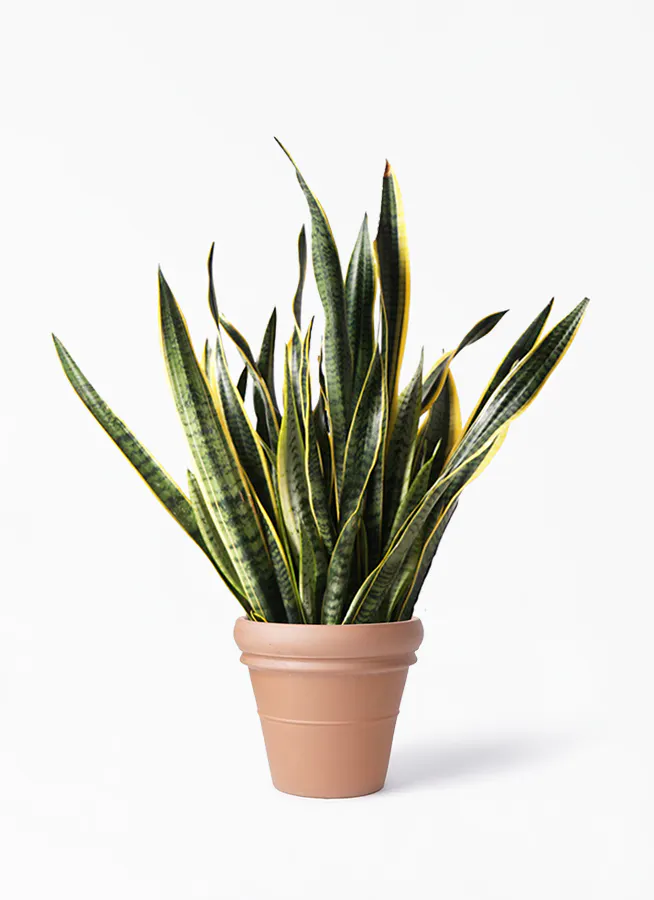 観葉植物 サンスベリア 10号 トラノオ トスカーナ リムポット 付き 観葉植物ならhitohana ひとはな