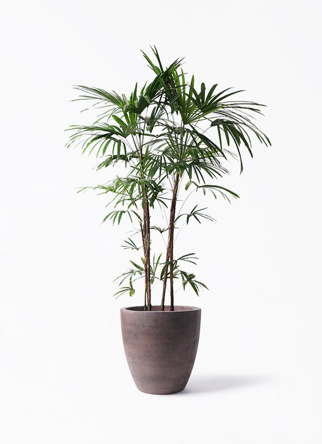 シュロチク（棕櫚竹） | 観葉植物の通販ならHitoHana（ひとはな）