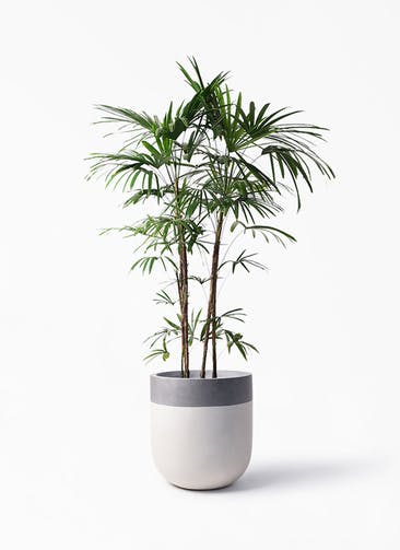 観葉植物 シュロチク（棕櫚竹） 10号 バルゴ ツートーン  サンディホワイト 付き