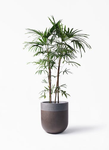 観葉植物 シュロチク（棕櫚竹） 10号 バルゴ ツートーン マットブラウン 付き