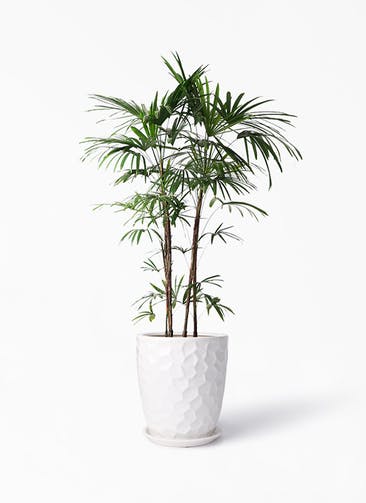 観葉植物 シュロチク（棕櫚竹） 10号 サンタクルストール 白 付き