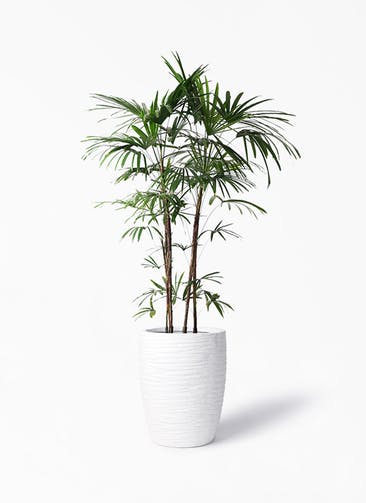 観葉植物 シュロチク（棕櫚竹） 10号 サン ミドル リッジ 白 付き