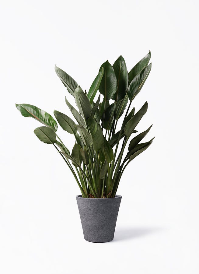 観葉植物　ストレッチア　引き取り希望　2m a9040670d37ec88844451ad297c3b2