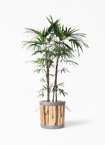 観葉植物 シュロチク（棕櫚竹） 10号 ウッドプランター シリンダー  付き