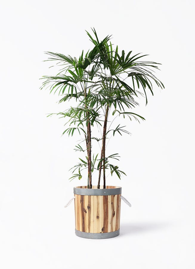 観葉植物 ココスヤシ (ヤタイヤシ) 10号 ウッドプランター シリンダー 付き | 観葉植物ならHitoHana(ひとはな)