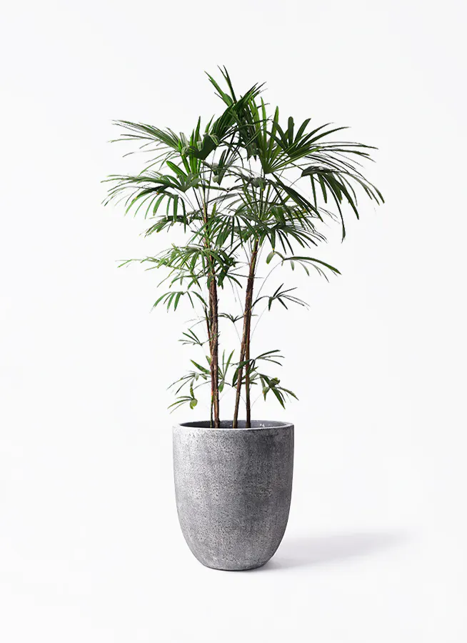 シュロチク 10号 | 観葉植物 | 送料無料でお届け - Hitohana（ひとはな）