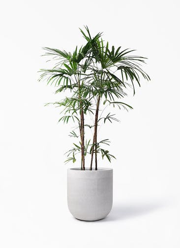観葉植物 シュロチク（棕櫚竹） 10号 バルゴ モノ ライトグレー 付き