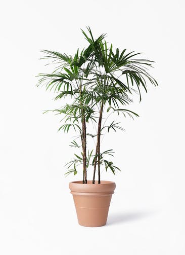 観葉植物 シュロチク（棕櫚竹） 10号 トスカーナ リムポット 付き