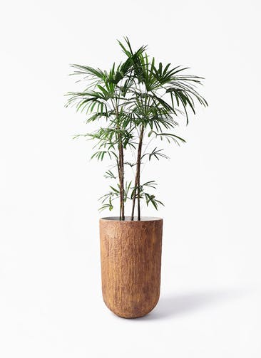 シュロチク 棕櫚竹 観葉植物通販hitohana ひとはな シュロチク 棕櫚竹 観葉植物通販hitohana ひとはな
