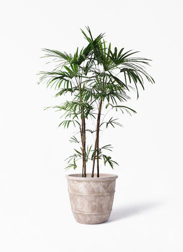 観葉植物 シュロチク（棕櫚竹） 10号 テラアストラ シリウス 付き