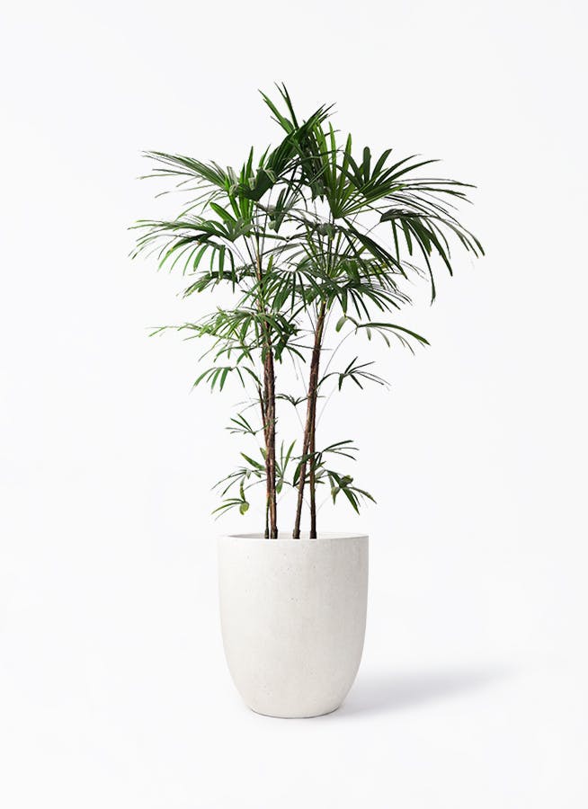 人気SALE大人気棕櫚竹　シュロチク　190cm 10号鉢　店舗　吹き抜けリビングに最適です！ 盆栽