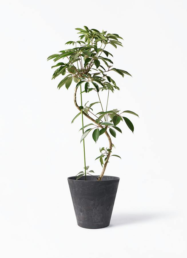観葉植物 ツピダンサス 10号 曲り アートストーン ラウンド ブラック