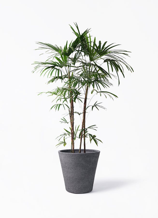 シュロチク　棕櫚竹　8号鉢　60 棕櫚竹 シュロチク シュロチク 棕櫚竹 8号鉢 60 シュロチク 8号 | 観葉植物