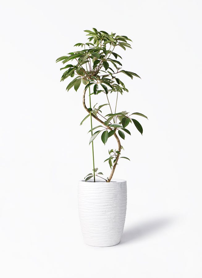 観葉植物 ツピダンサス 10号 曲り サン ミドル リッジ 白 付き | 観葉植物ならHitoHana(ひとはな)