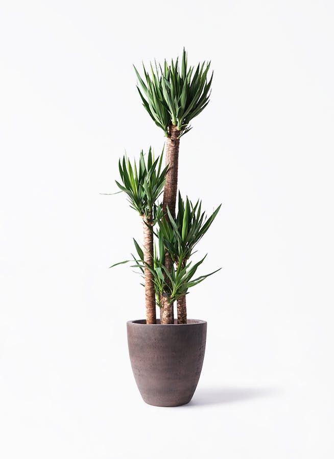 ユッカ 植物 大型 中型 ユッカ 大型 | 観葉植物通販HitoHana(ひとはな)