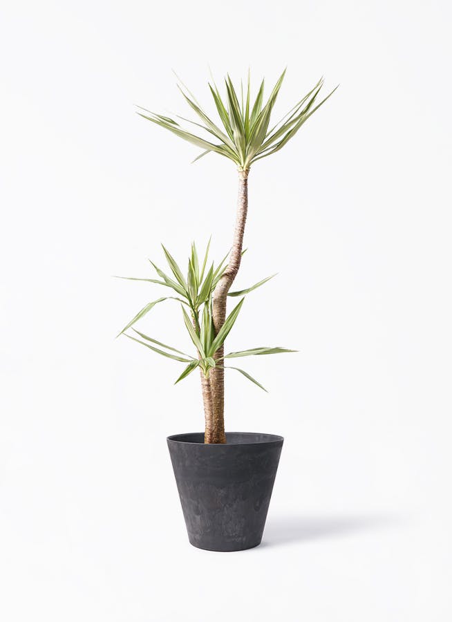ユッカ 大型 | 観葉植物通販HitoHana(ひとはな)