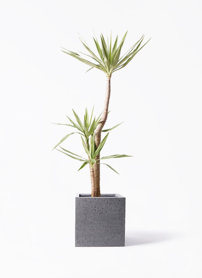 観葉植物 旅人の木 10号 キューブ ラテルストーン 付き | 観葉