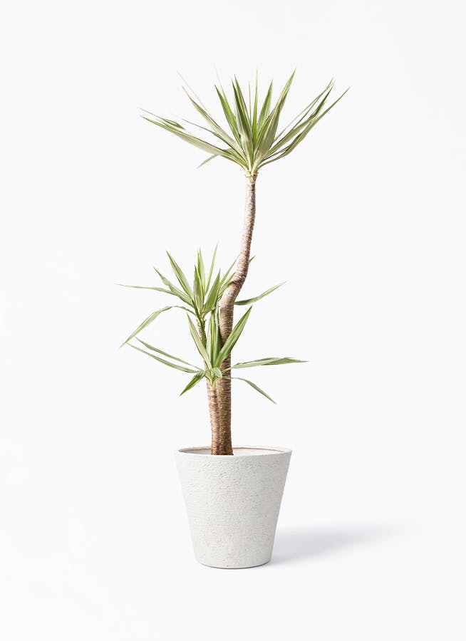 観葉植物 ユッカ 10号 斑入り ビアスソリッド アイボリー 付き 観葉植物ならhitohana ひとはな